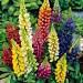 Lupin Pixie Delight Mix - Image 2